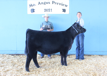 Late Senior Heifer Calf Champion