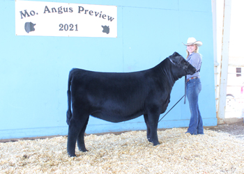 Reserve Early Senior Heifer Calf Champion