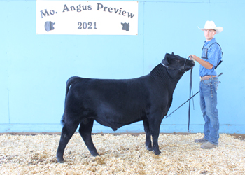 Reserve Senior Bull Calf Champion