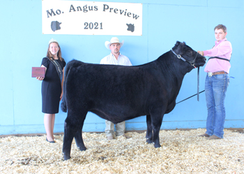 Reserve Grand Champion Steer