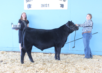 Junior Bull Calf Champion