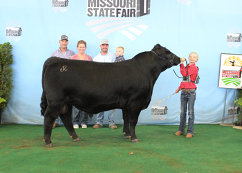 Reserve Junior Champion Bull