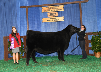 Owned Early Junior Champion Heifer
