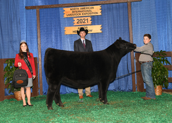 Grand Champion Bred-and-owned Female