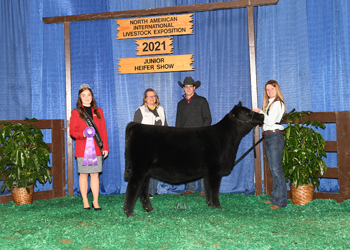 Owned Junior Heifer Calf Champion