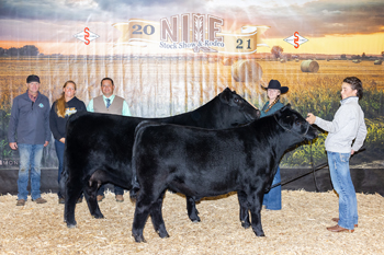 Grand Champion Cow-calf Pair