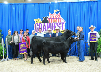 Grand Champion Bred-and-owned Cow-calf Pair