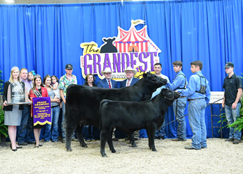 Grand Champion Owned Cow-calf Pair