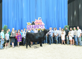 Grand Champion Owned Female