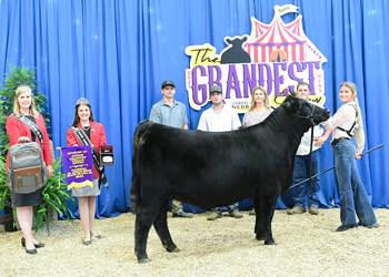 Owned Junior Champion Heifer--division 3