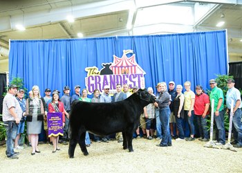 Grand Champion Steer