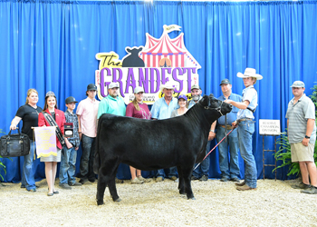 Reserve Intermediate Champion Heifer - Division 2