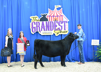 Bred-and-Owned Reserve Early Heifer Calf Champion