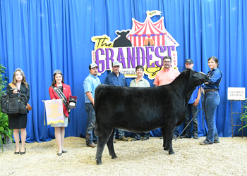 Reserve Intermediate Champion Heifer - Division 3