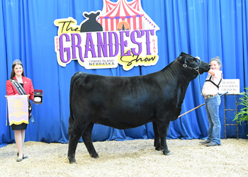 Reserve Junior Champion Heifer - Division 7