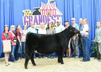 Owned Reserve Junior Champion Heifer--division 3