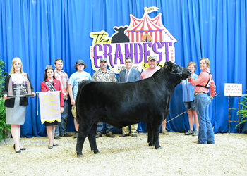 Reserve Grand Champion Bred-and-owned Steer