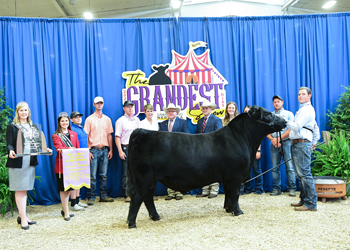 Reserve Grand Champion Bred-and-owned Bull