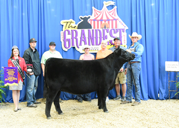 Owned Junior Champion Heifer--division 2