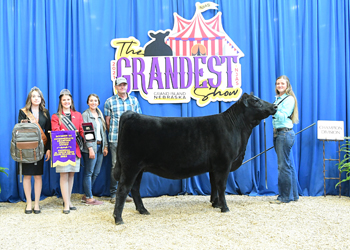 Intermediate Champion Heifer - Division 3