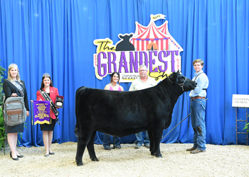 Junior Champion Heifer - Division 7