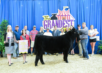 Reserve Grand Champion Steer