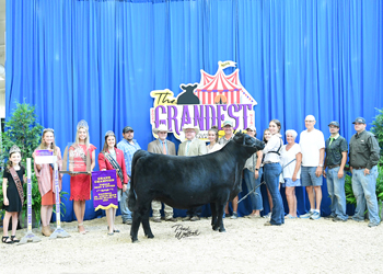 Grand Champion Bred-and-owned Female