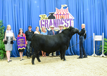 Grand Champion Bred-and-owned Bull