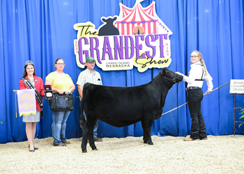 Reserve Late Heifer Calf Champion