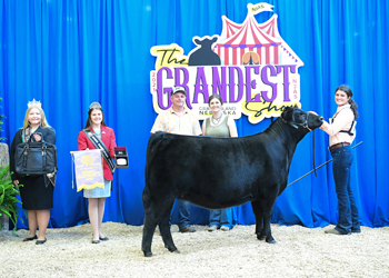Bred-and-owned Reserve Intermediate Champion Heifer