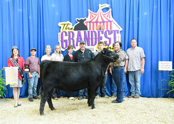 Reserve Intermediate Champion Heifer - Division 1