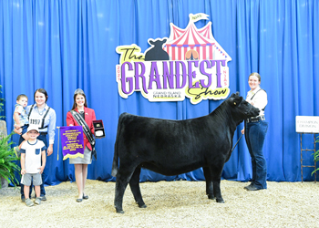 Intermediate Champion Heifer - Division1