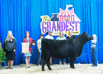 Bred-and-owned Reserve Late Junior Champion Heifer