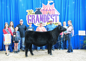 Reserve Junior Heifer Calf Champion - Division 3