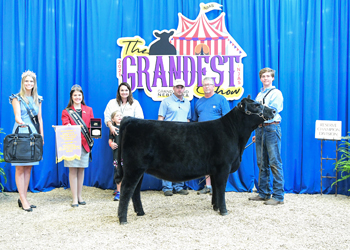 Reserve Junior Heifer Calf Champion - Division 2