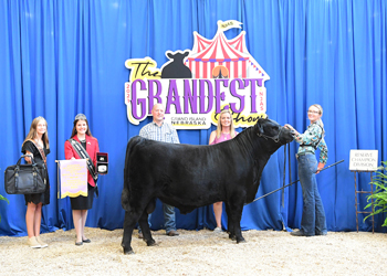 Bred-and-owned Reserve Intermediate Champion Bull