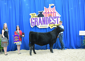 Early Heifer Calf Champion