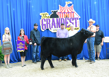 Bred-and-owned Bull Calf Champion