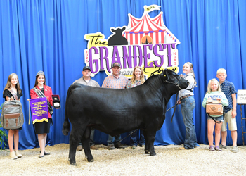 Bred-and-owned Intermediate Champion Bull