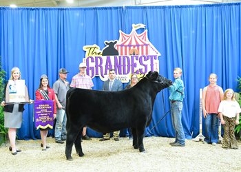 Grand Champion Bred-and-owned Steer