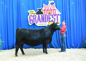 Bred-and-owned Heifer Class 23