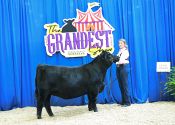 Bred-and-owned Heifer Class 14