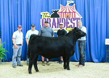 Steer Class 8