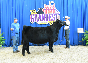 Owned Heifer Class 46