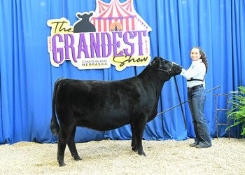 Owned Heifer Class 27