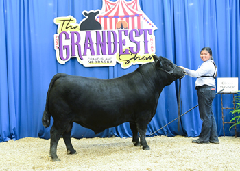 Bred-and-owned Bull Class 11