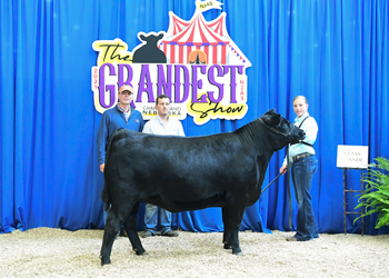 PGA Heifer Class 8