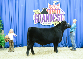 Steer Class 4
