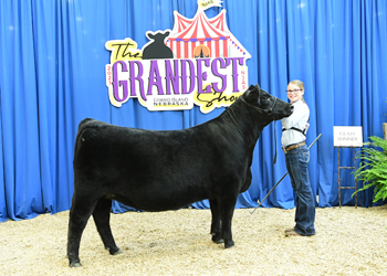Owned Heifer Class 33