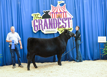 Bred-and-owned Heifer Class 13